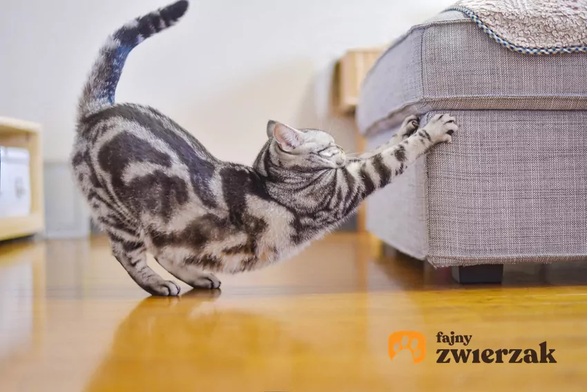 Kot rozciąga się na meblu