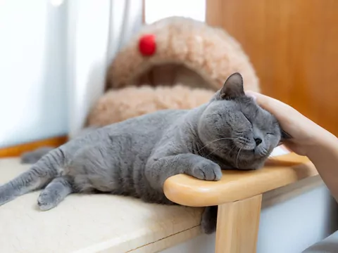 Dlaczego koty lubią być głaskane po głowie?