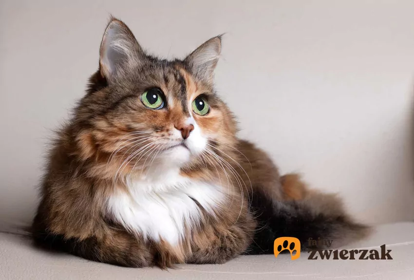 Starszy kot leżący na kanapie, a także jak liczyć wiek kota, jak przeliczyć lata kota na wiek ludzki krok po kroku