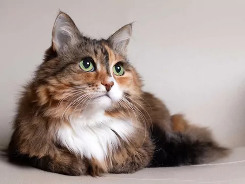 Jak obliczyć wiek kota