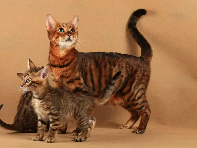 Kot jak Tygrys – jaka rasa