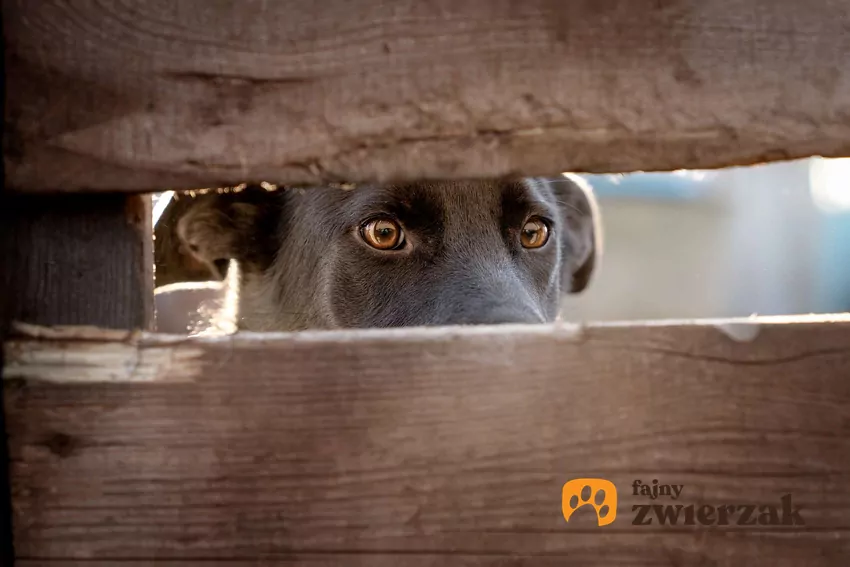 Złe doświadczenia mogą wywoływać w psie lęk Wystraszony pies