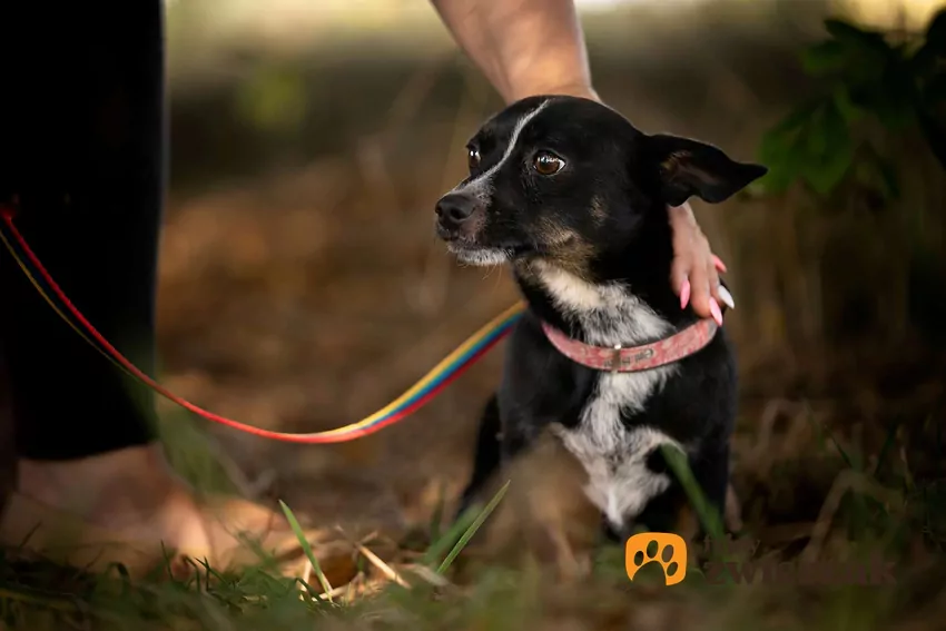 Psy potrafią na długo zapamiętywać doznane krzywdy Mały kundelek głaskany przez właścicielkę