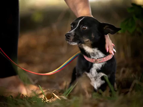 Czy psy potrafią zapamiętywać krzywdy?