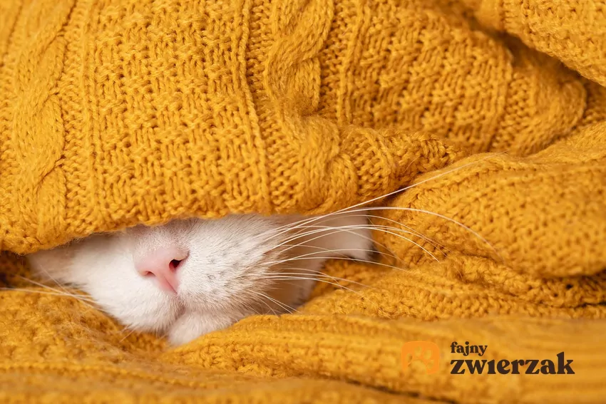 Pyszczek kota wystaje z fałdów koca