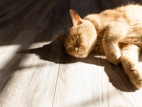 Czy pogoda wpływa na kocie nastroje?