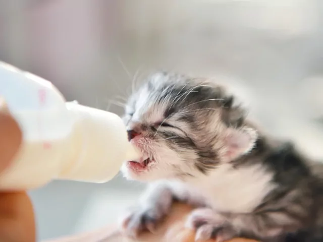 Jak opiekować się kocim sierotą?