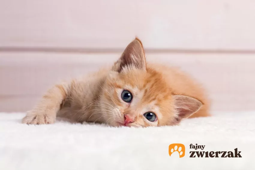 Rudy kociak leży i patrzy en face w obiektyw