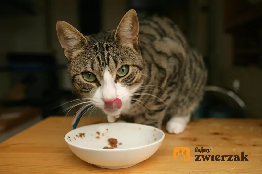 Oblizujący się kot nad miską