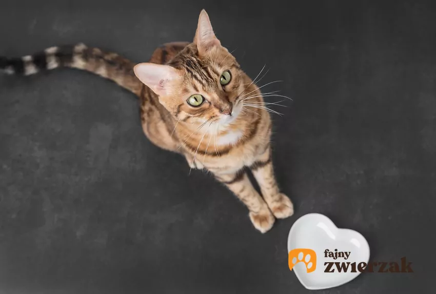 Czy koty zimą jedzą więcej?