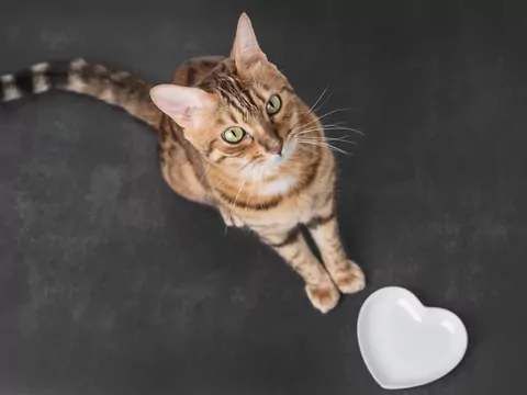 Czy koty zimą jedzą więcej?