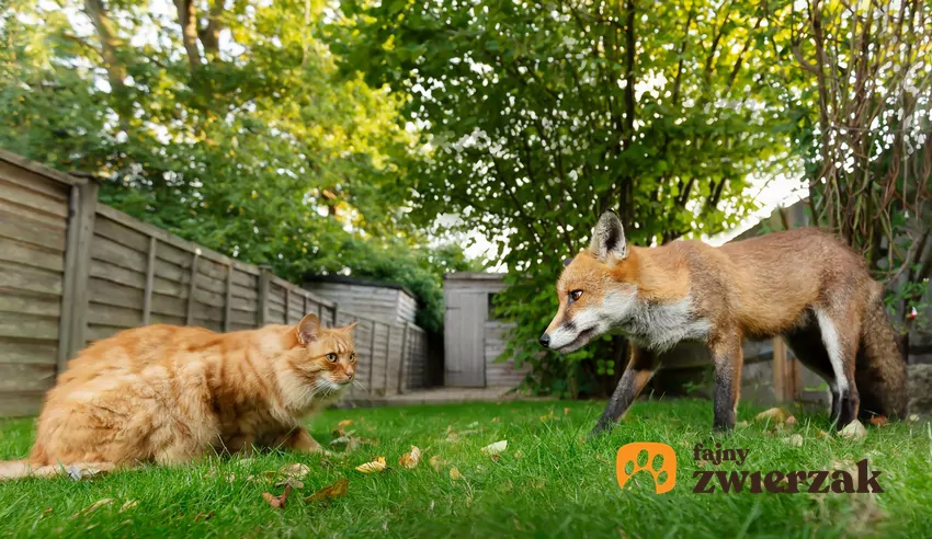 Najskuteczniejszym sposobem ochrony kota przed lisem jest po prostu niewypuszczanie go z domu bez opieki Kot i lis