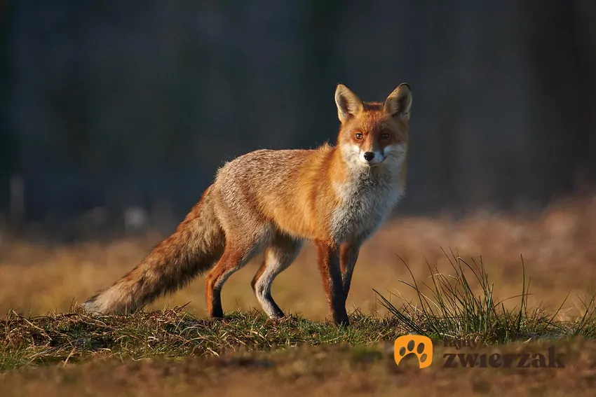 Najczęściej występującym w Polsce gatunkiem lisa jest lis rudy Lis