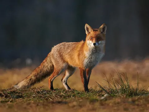 Czy lisy stanowią zagrożenie dla kotów?