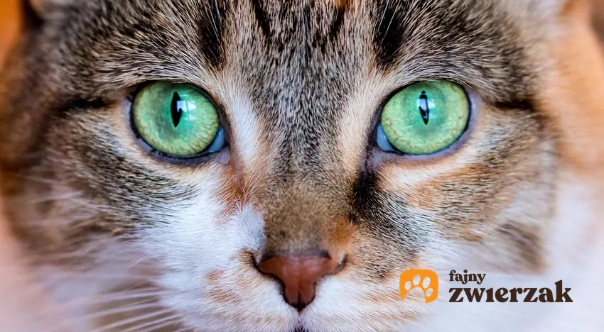Kocie oczy