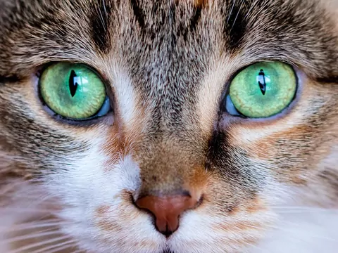 Czy koty widzą kolory?