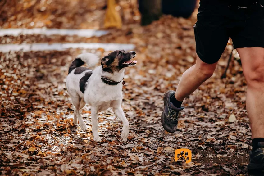 Niektóre psy zachowują się, jakby poganiały opiekunów Mały pies biegnie za człowiekiem