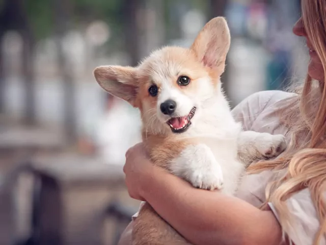 Wychowanie szczeniaka w domu