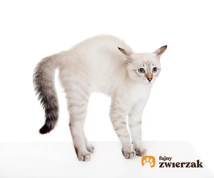 Kot z wygiętym grzbietem