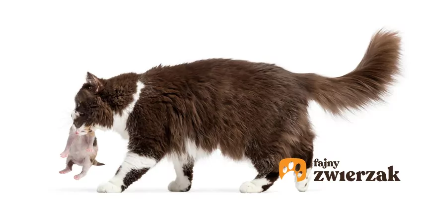 Kotka niesie kocię w pyszczku