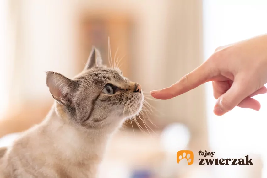 Kot wącha wyciągnięty w jego kierunku palec