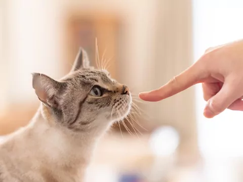 Koty widzą i czują więcej