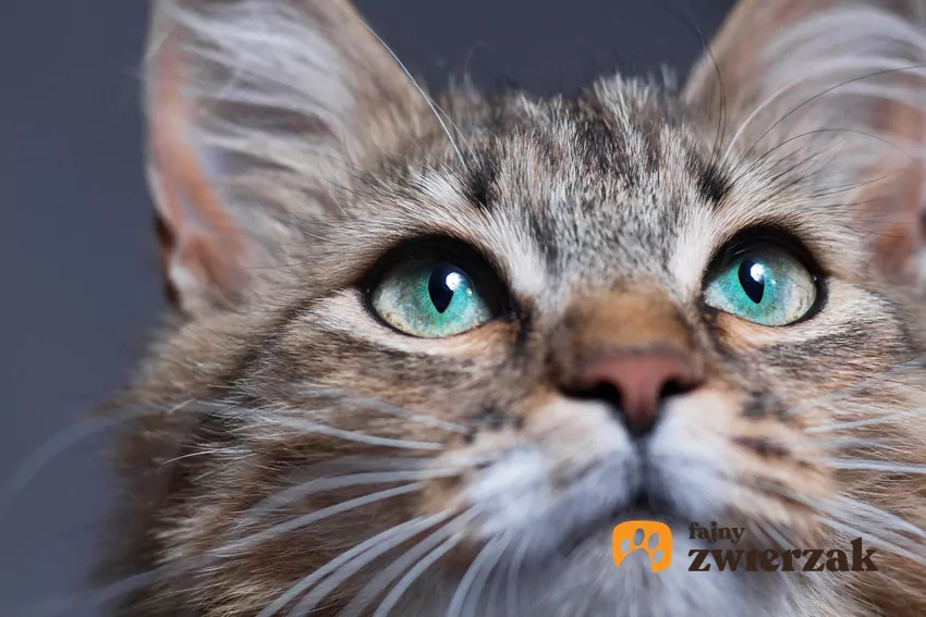 Koci pyszczek en face