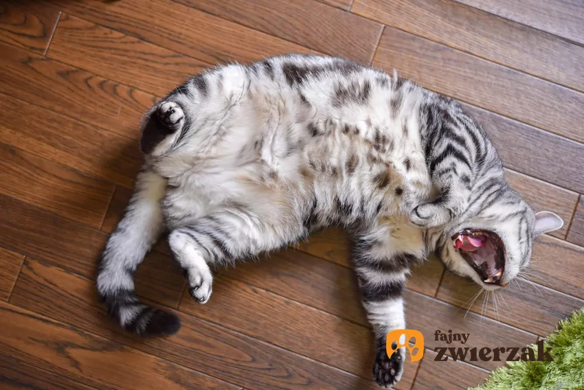 Kot leżący na brzuchu