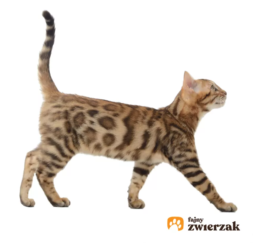 Kot bengalski z profilu