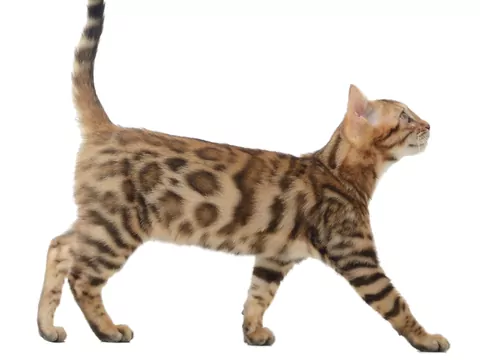 Czy koty mają łokcie i kolana?