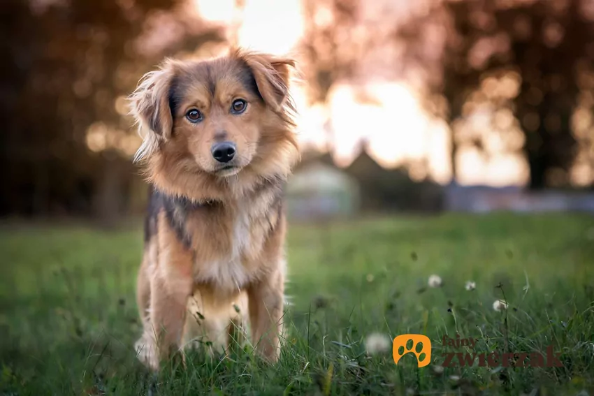 Pies stoi na łące i patrzy w obiektyw