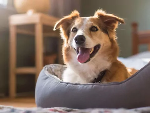 Dlaczego pies nagle zmienia miejsce spania?