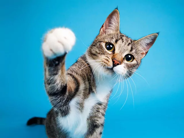 Jak kot wybiera, komu ufa?