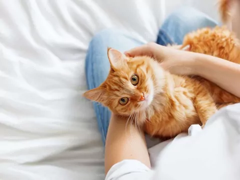 Czy kot rozpoznaje ludzkie emocje?