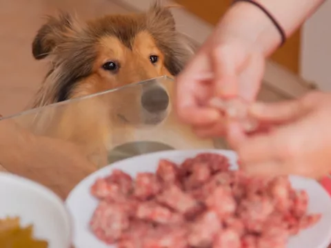 Mięso dla psa: 3 rodzaje