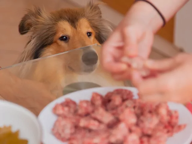 Mięso dla psa: 3 rodzaje