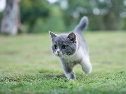 Czy wyprowadzać kota na spacer