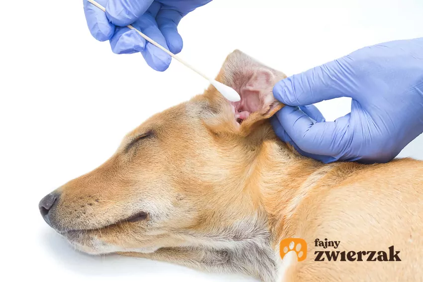 Osoba w niebieskich, lateksowych rękawiczkach czyszcząca patyczkiem psie uszy,