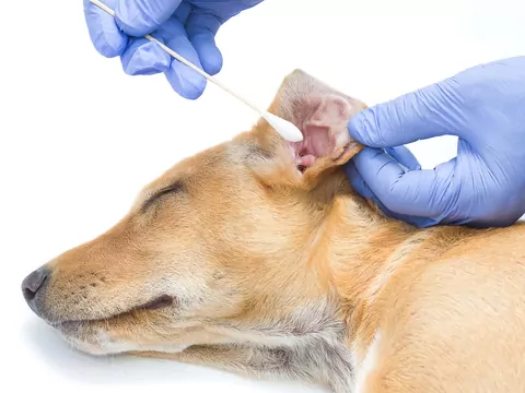 Jak czyścić psie uszy