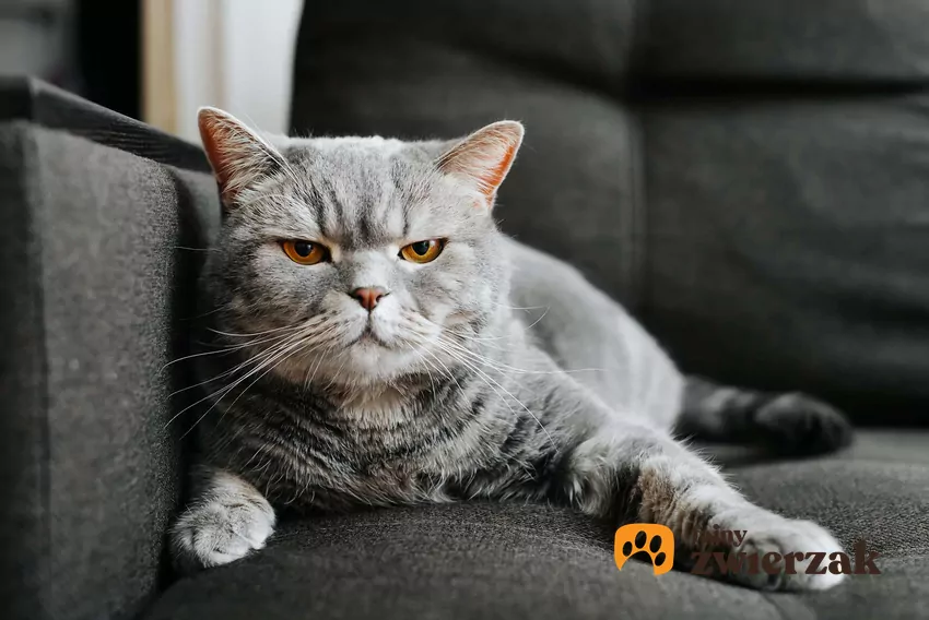 Szary kot leży na łóżku