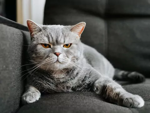 Zapachy, które sprawiają, że kot unika opiekuna