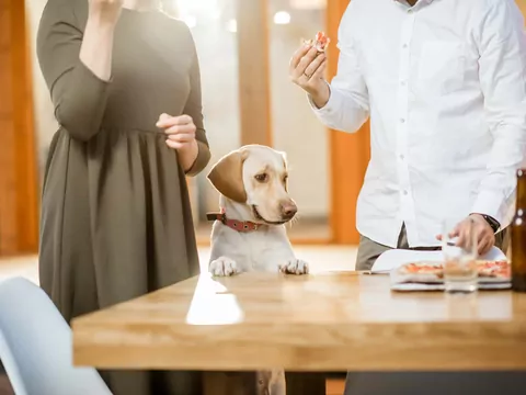 Jak oduczyć psa kradzieży jedzenia