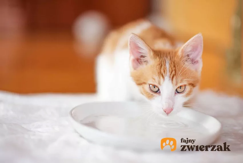 Czy koty naprawdę piją za mało wody?