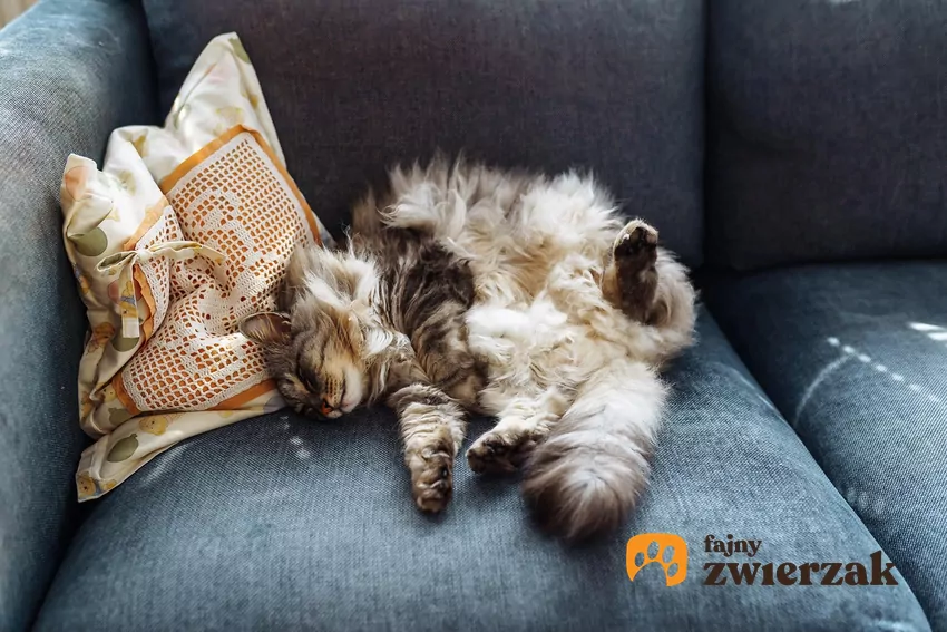 Kot leży brzuchem do góry na kanapie