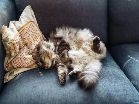 Jak zima wpływa na kota?