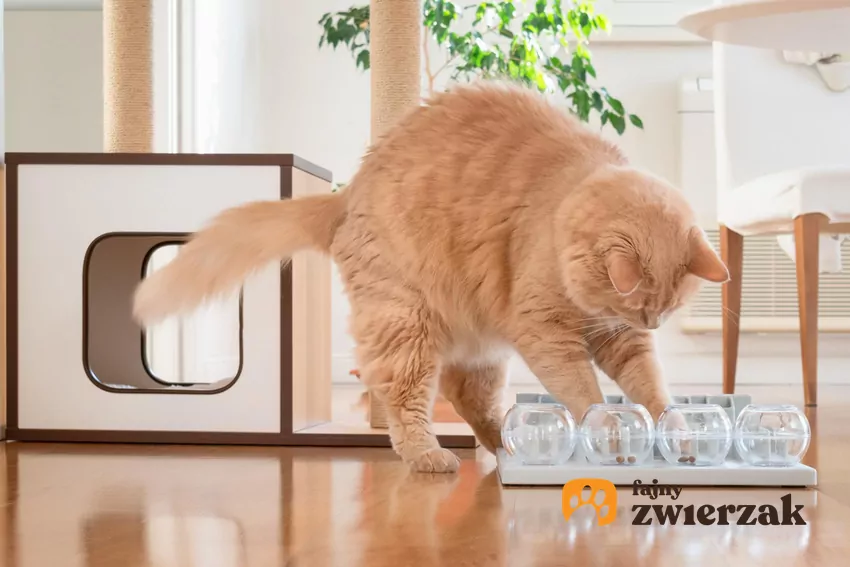 Kot bawi się zabawką na przysmaki