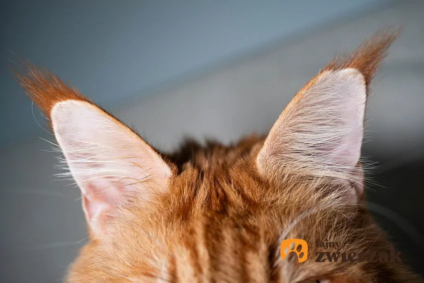 Różne rodzaje kocich uszu