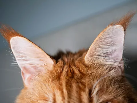 Różne rodzaje kocich uszu