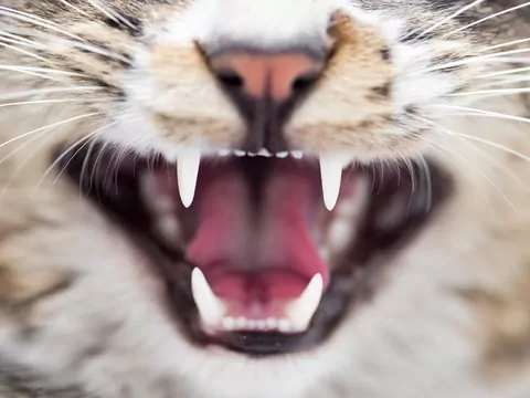 Ciekawostki o koich zębach