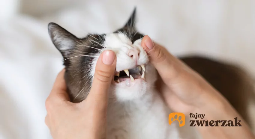 Człowiek podwija kotu wargi